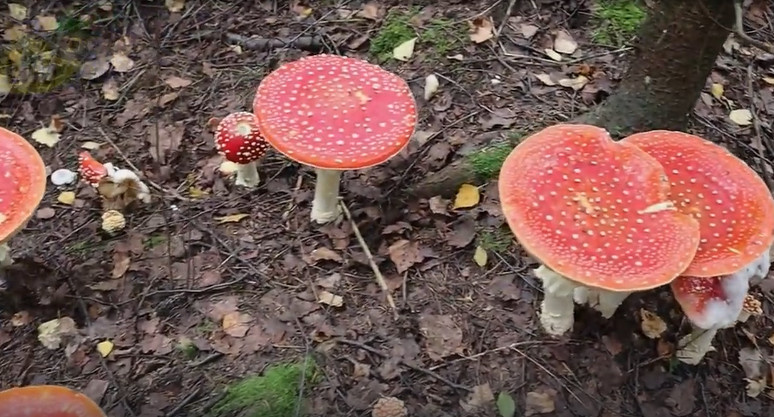 Что будет если съесть мухомор