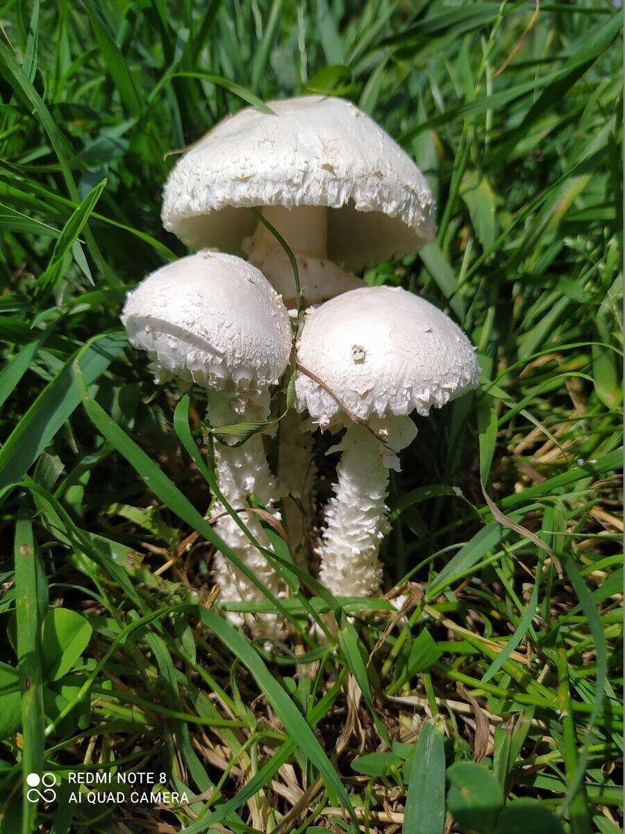 Где найти Красный Мухомор  Amanita Muscaria 