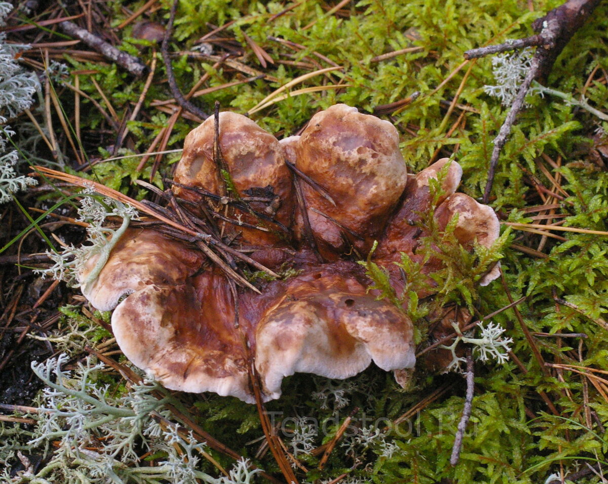 Зерномицелий ежовика гребенчатого