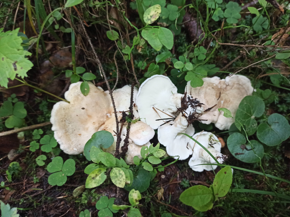 Съедобный или ядовитый гриб? Особенности грибной культуры в разных странах