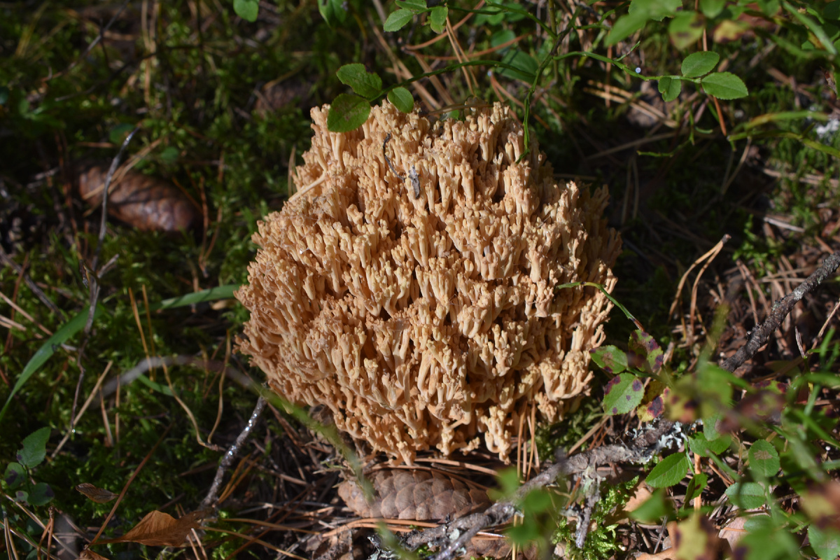 Съедобный или ядовитый гриб? Особенности грибной культуры в разных странах