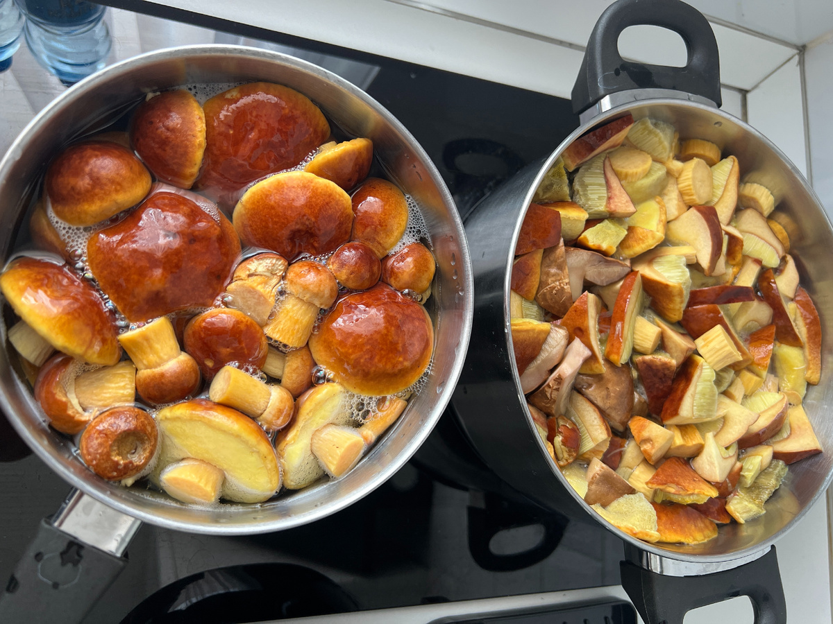 Самые распространенные грибы в мире – самые невкусные?