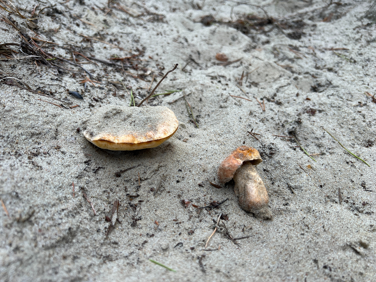 Самые распространенные грибы в мире – самые невкусные?