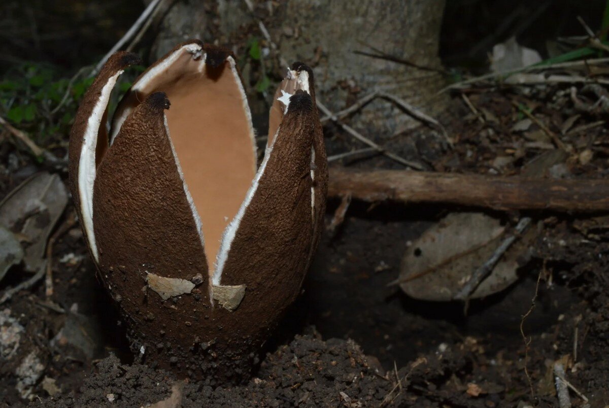 Топ-7 самых необычных грибов