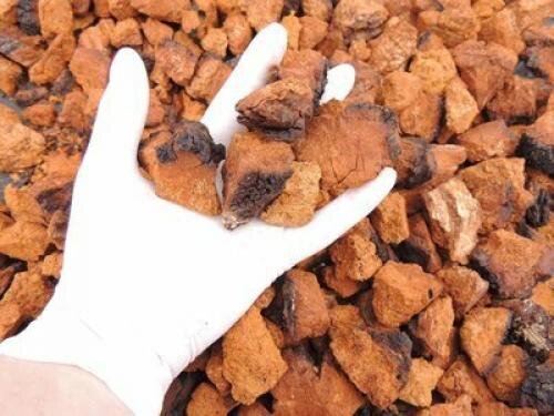 Как правильно собирать и сушить чагу