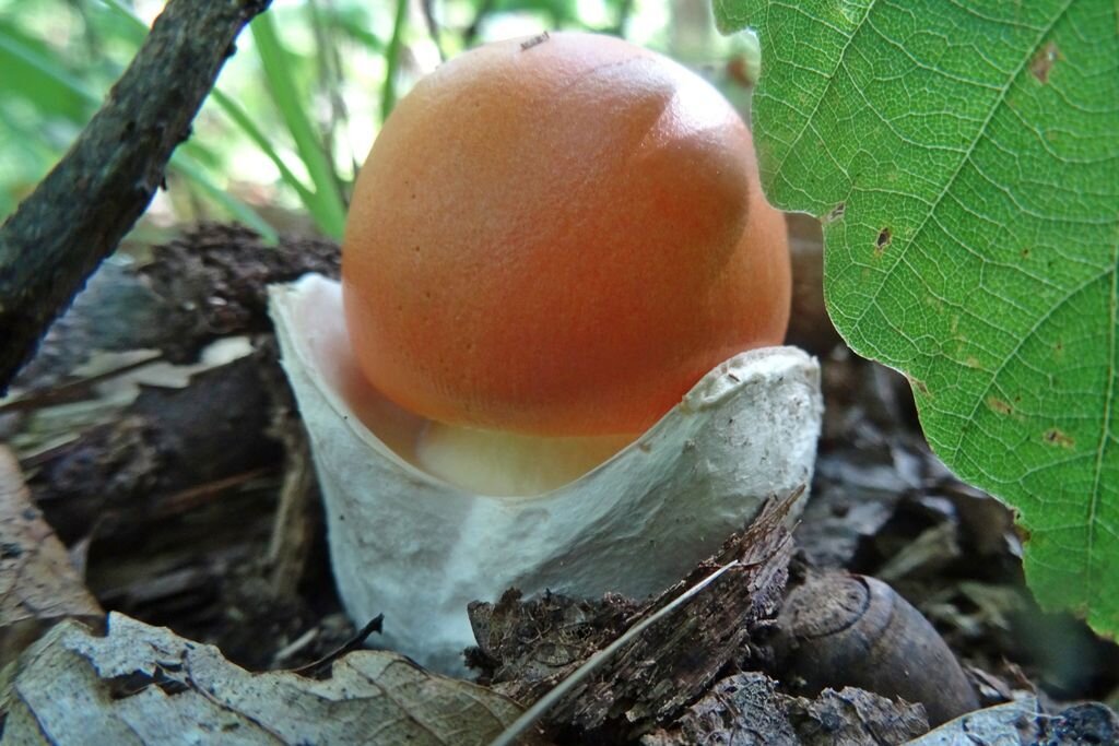 Где найти Красный Мухомор  Amanita Muscaria 