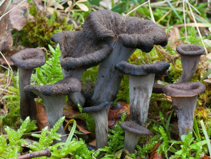 Гриб Головач продолговатый: фото, описание