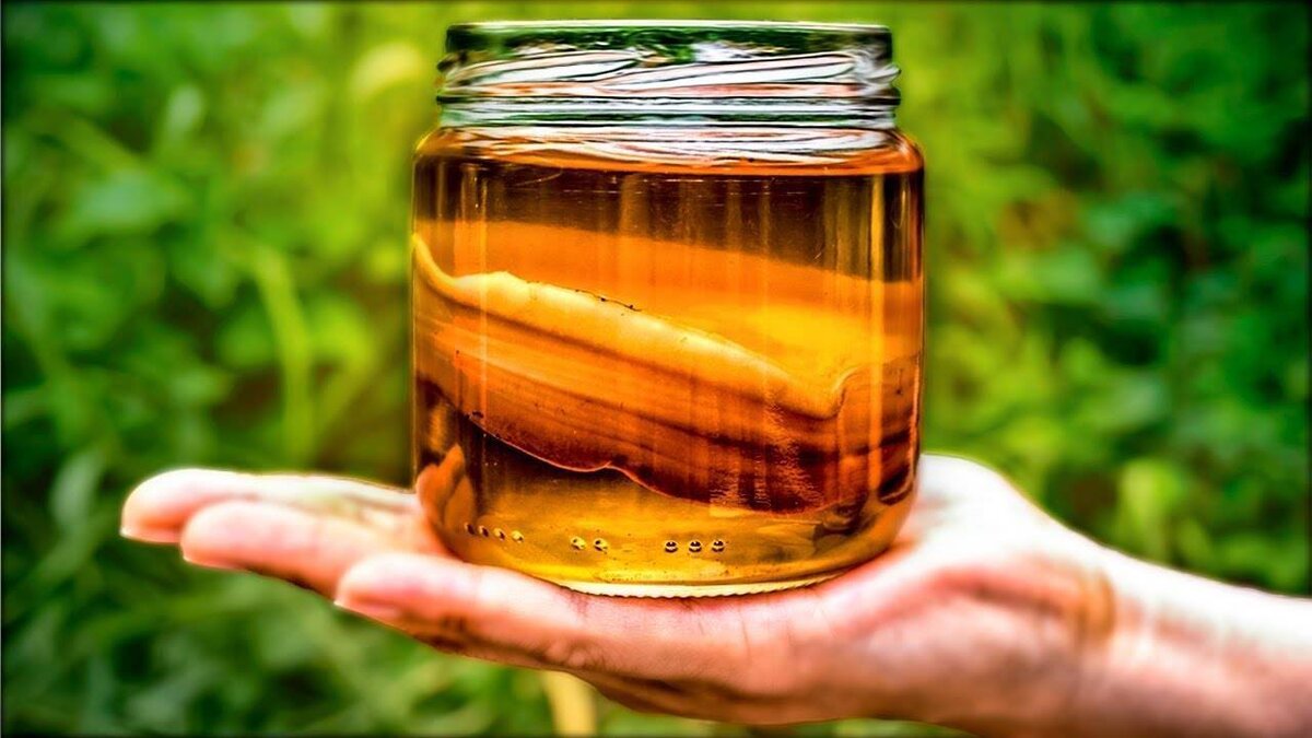 Чайный гриб в домашних условиях. Польза чайного гриба и как его вырастить