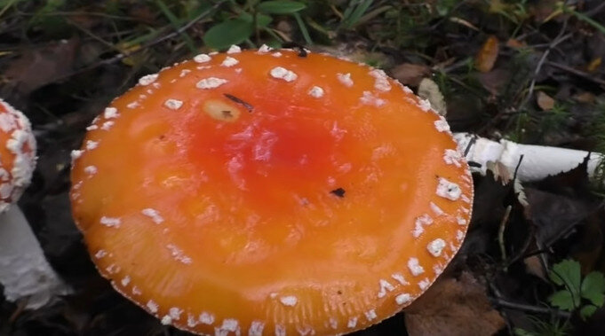 Различные стадии развития красного мухомора - Amanita Muscaria