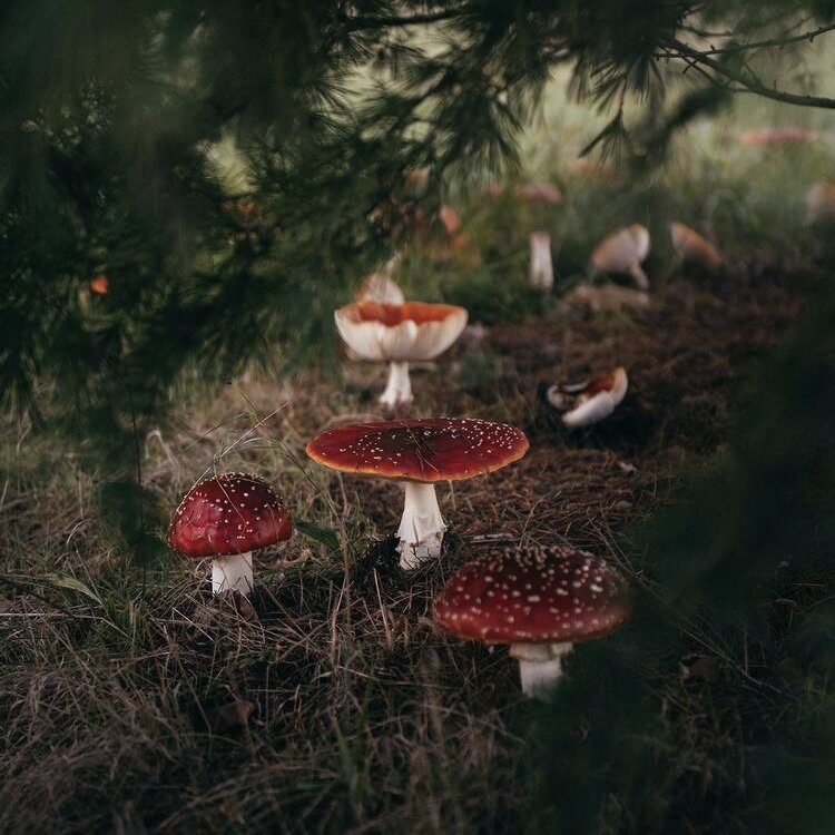 О мухоморе из книги известного в России натуропата А. Кородецкого  Мухомор-целитель и другие ядовитые лекари 