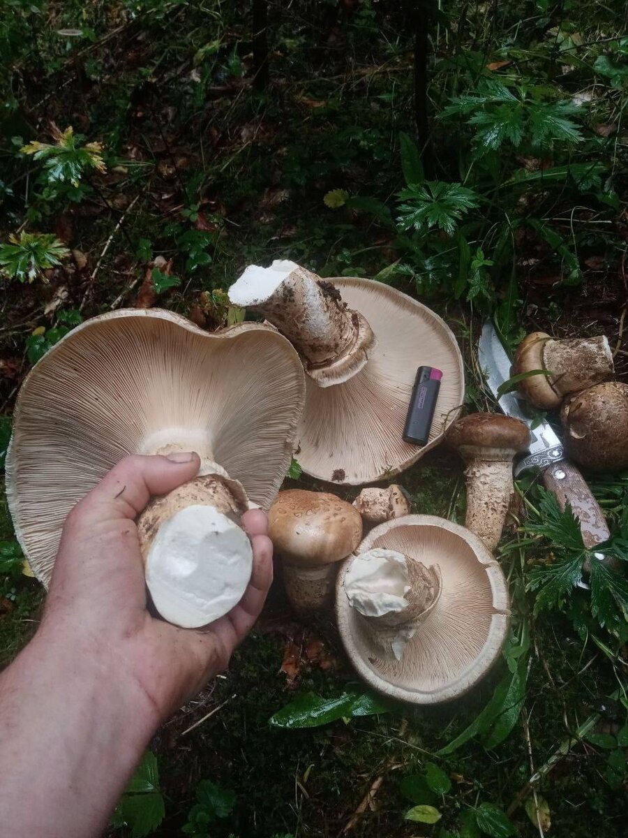 Корбан. Царский гриб с безграничными возможностями!