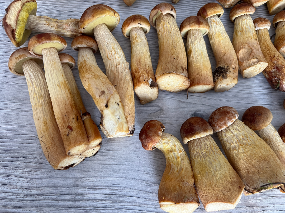 Самые распространенные грибы в мире – самые невкусные?