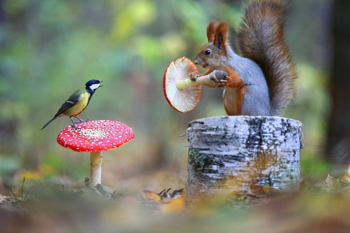 Как сушить мухомор: самый простой способ сохранить гриб