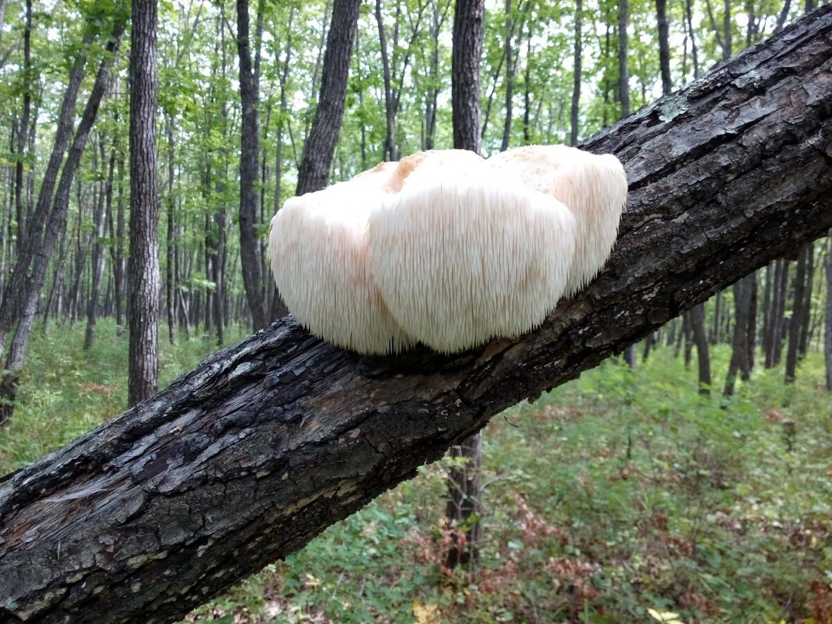 Готовим гриб майтаке