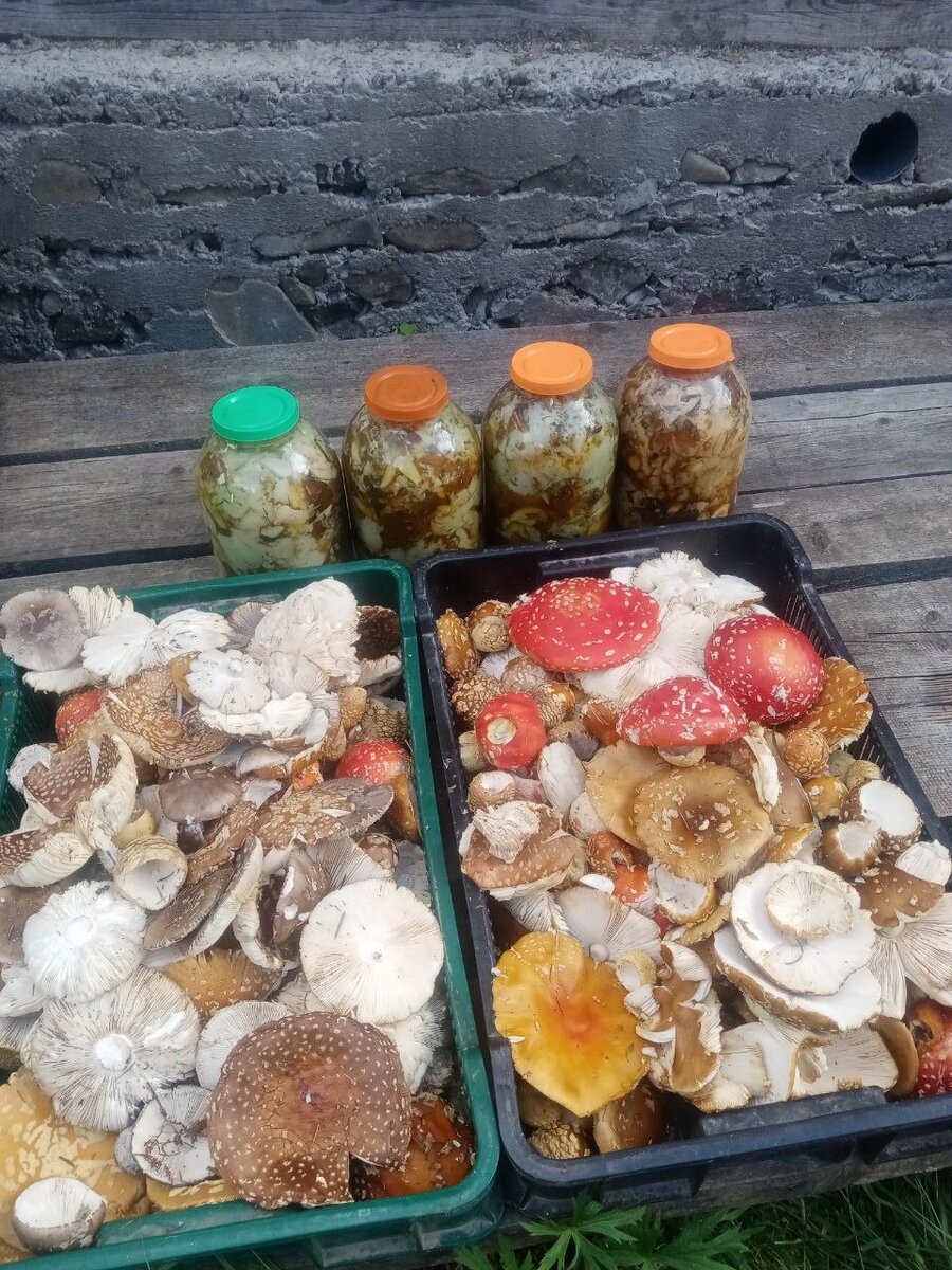 Как правильно сушить мухоморы