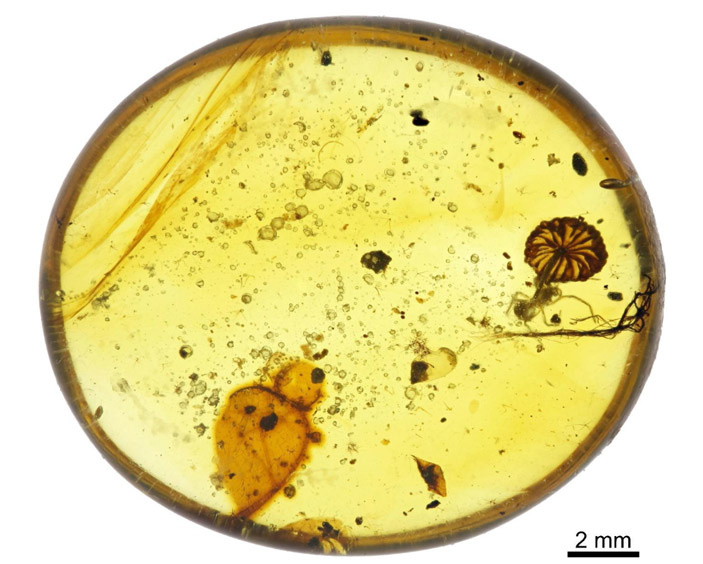 Грибы-хищники – на кого охотятся такие безобидные создания