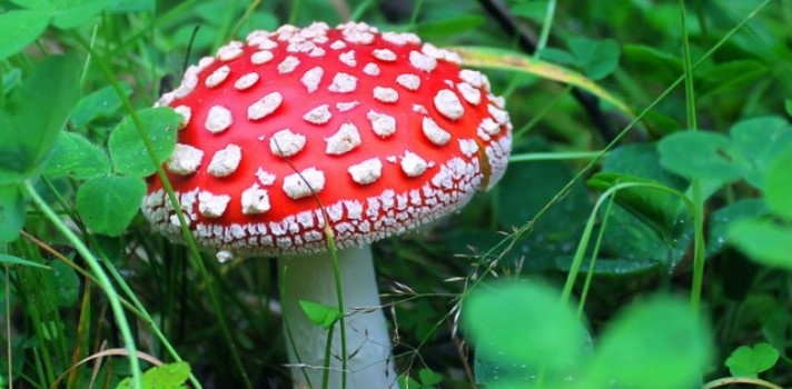 Микродозинг красного мухомора: противопоказания и побочные эффекты, польза