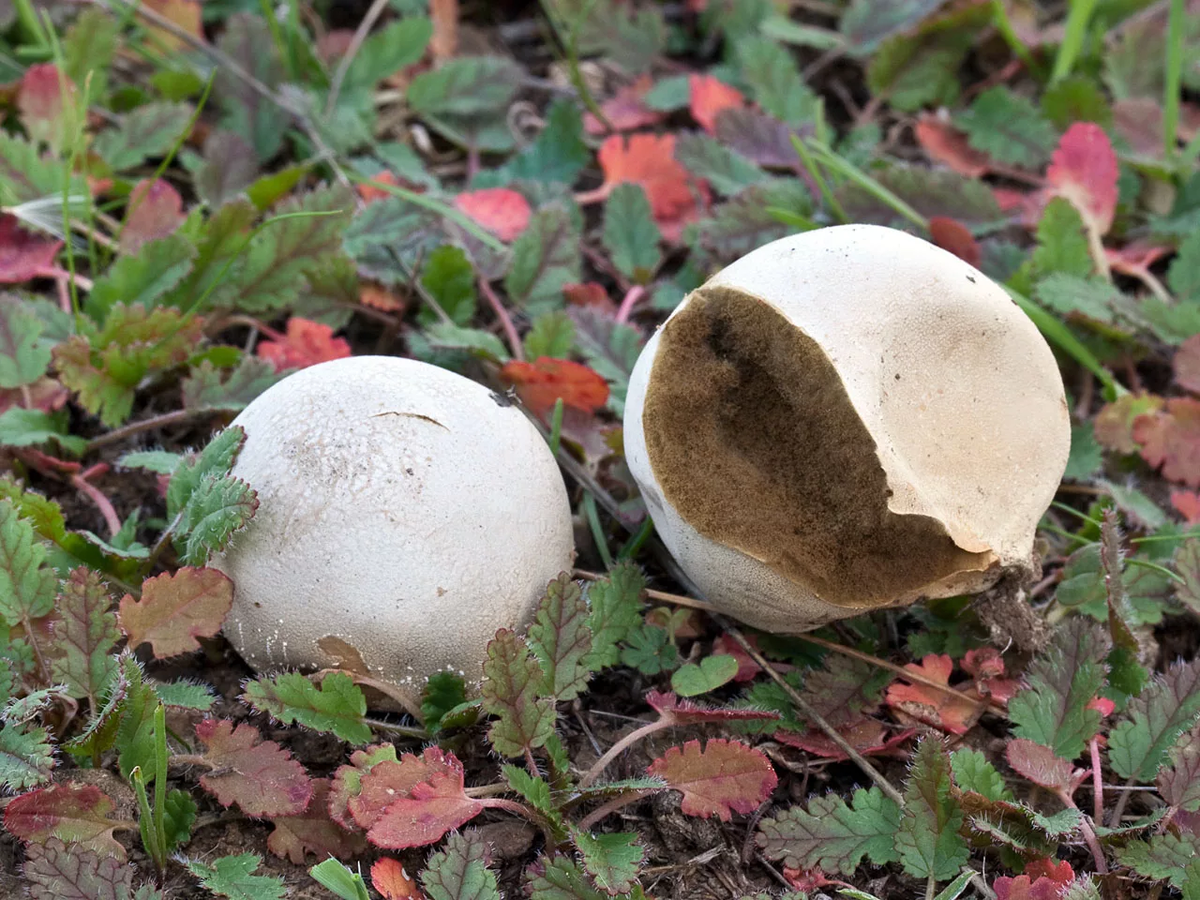 Мухомор королевский  Amanita regalis : фото, описание, свойства