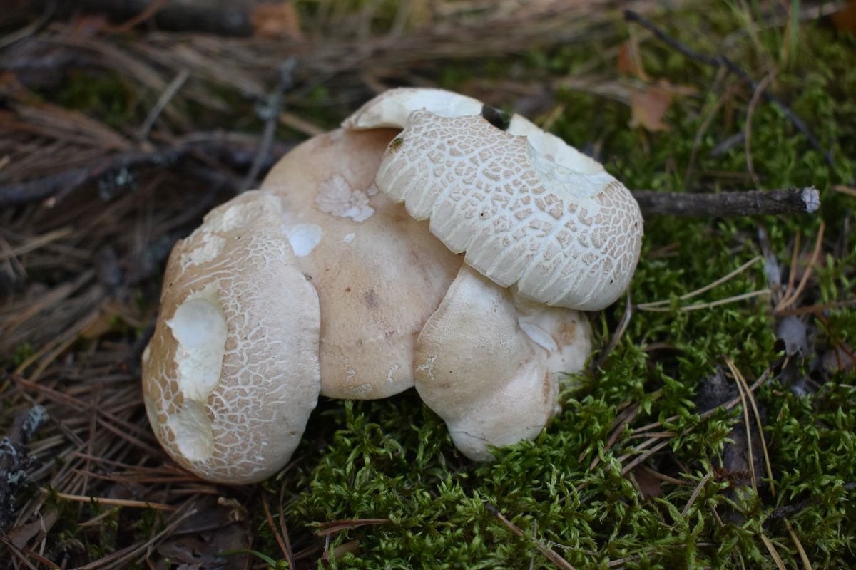 Съедобный или ядовитый гриб? Особенности грибной культуры в разных странах