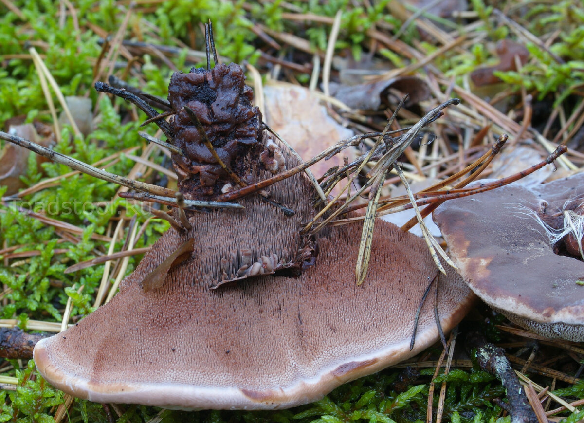 Зерномицелий ежовика гребенчатого