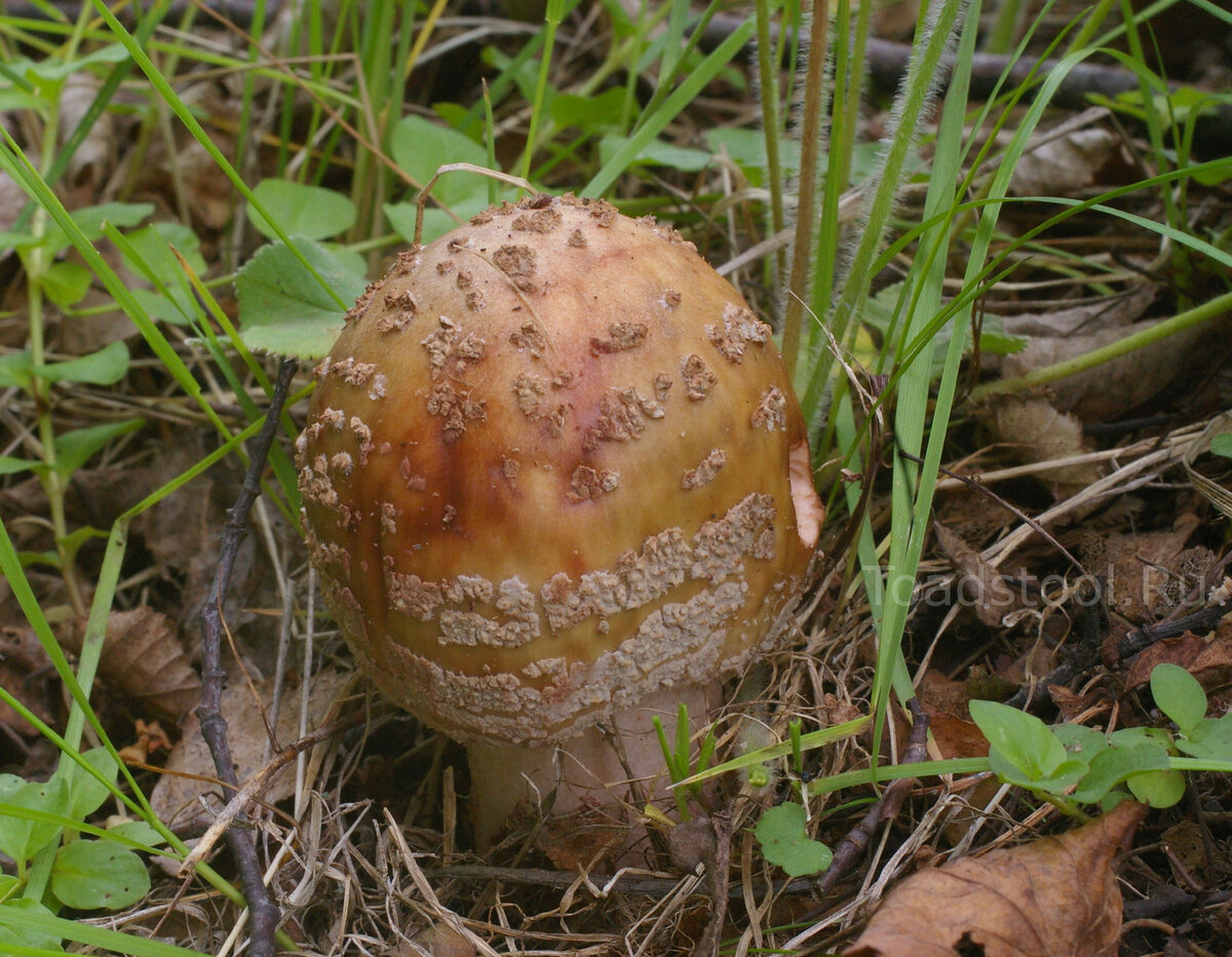 Где найти Красный Мухомор  Amanita Muscaria 