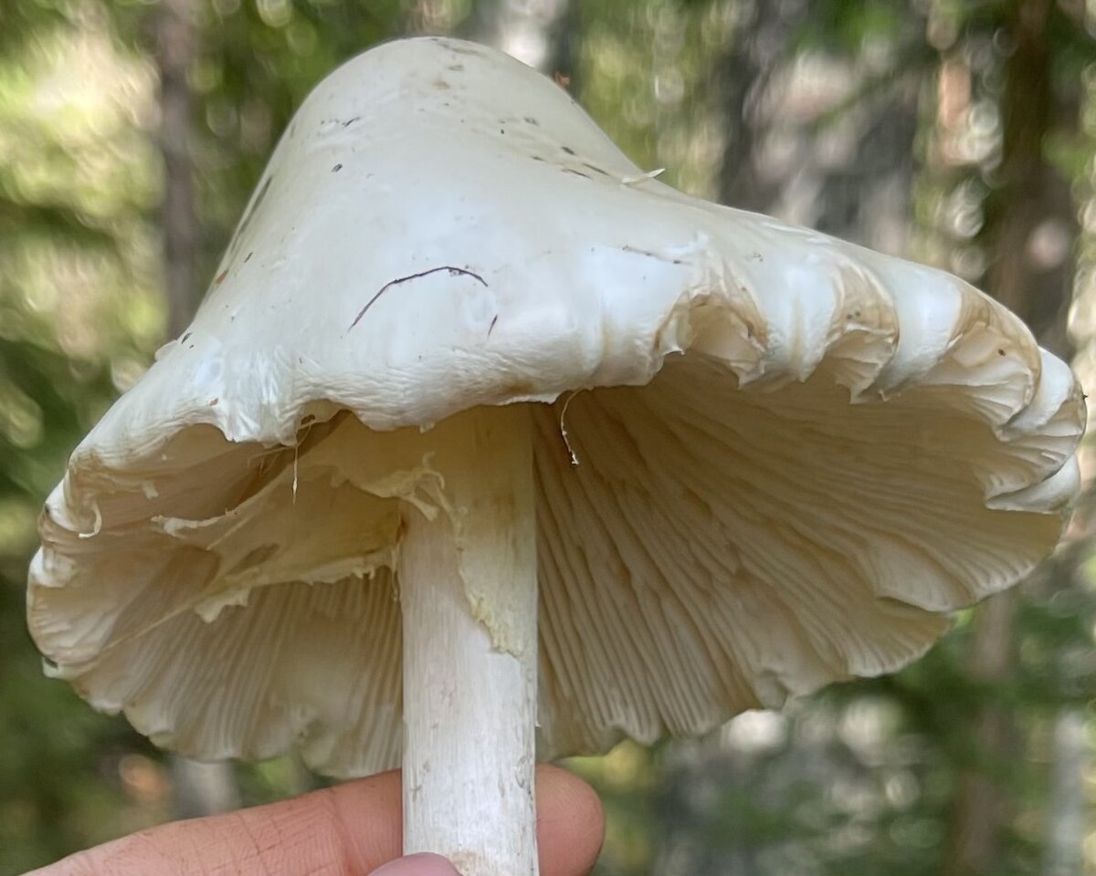 Различные стадии развития красного мухомора - Amanita Muscaria