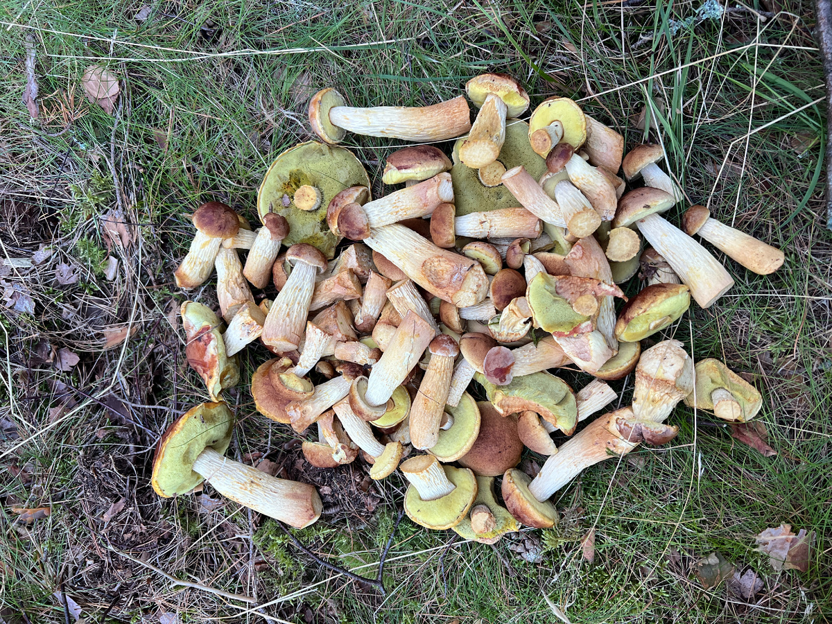 Самые распространенные грибы в мире – самые невкусные?