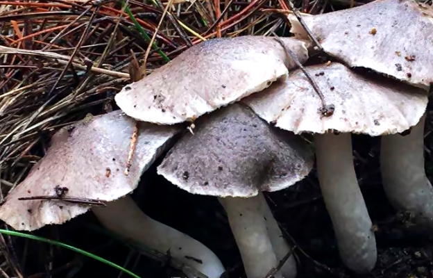 Гриб Головач продолговатый: фото, описание