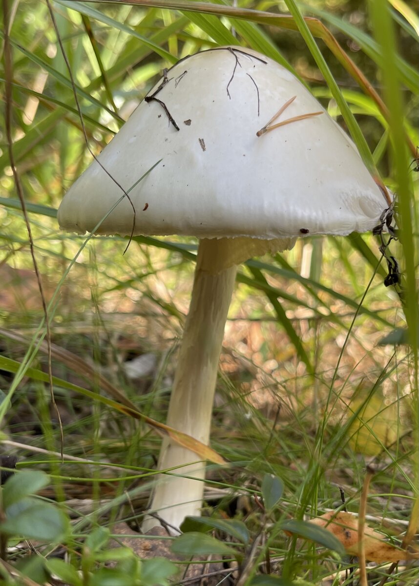 Различные стадии развития красного мухомора - Amanita Muscaria