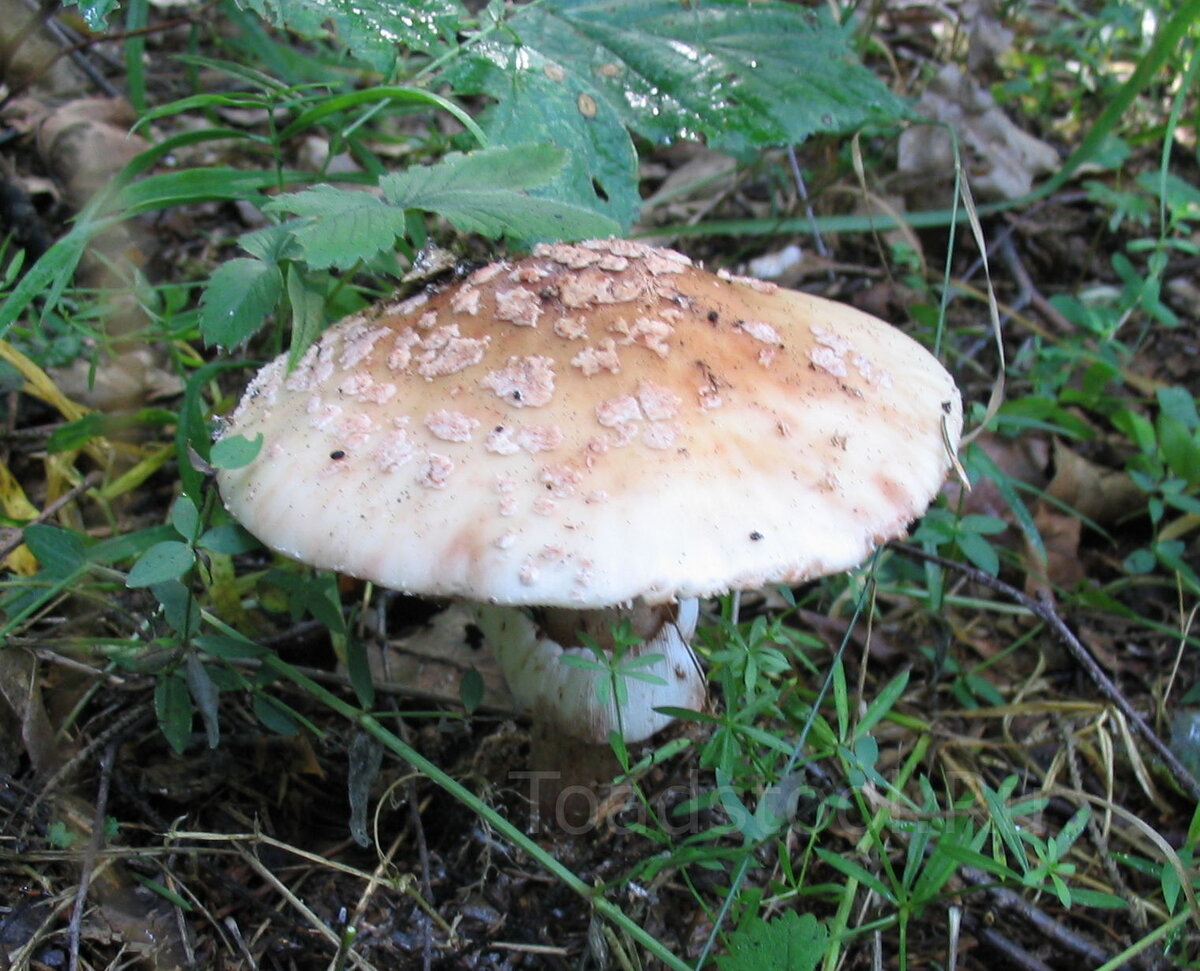 Глава 2. Микродозинг красного мухомора.