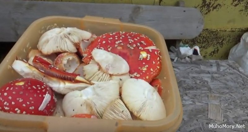 Случай отравления красными мухоморами, которые сейчас активно употребляются в микродозинге