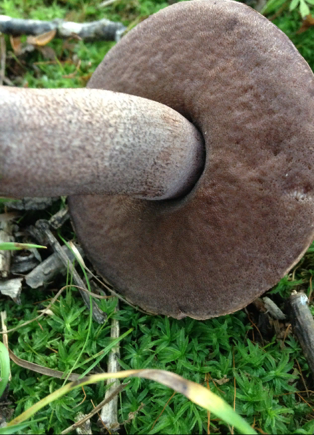 Самые распространенные грибы в мире – самые невкусные?