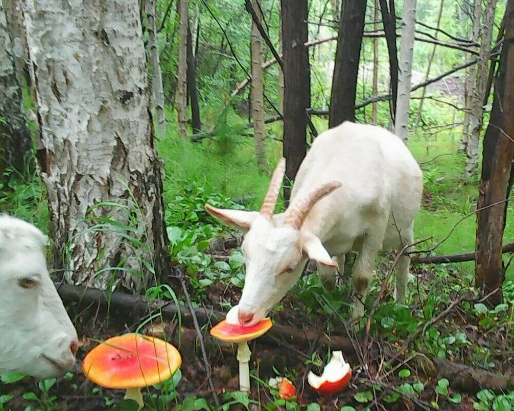 Как сушить мухомор: самый простой способ сохранить гриб