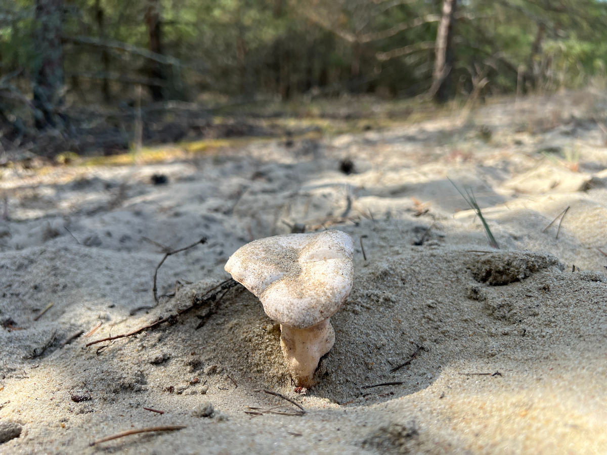 Самые распространенные грибы в мире – самые невкусные?