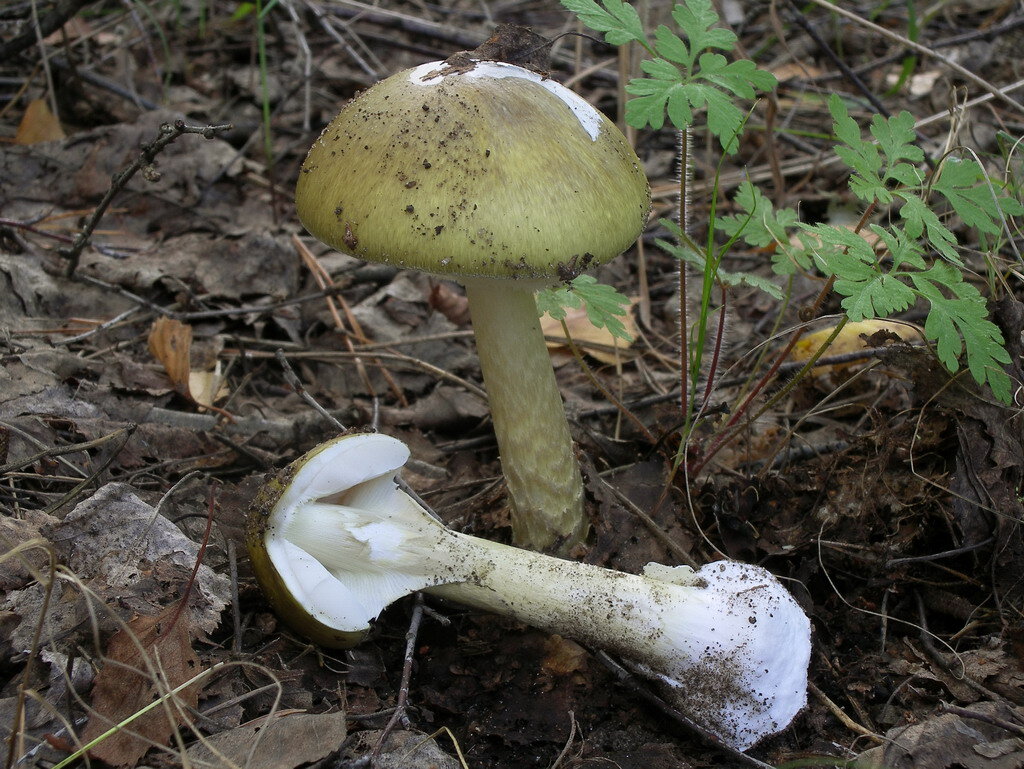 Топ-7 самых необычных грибов