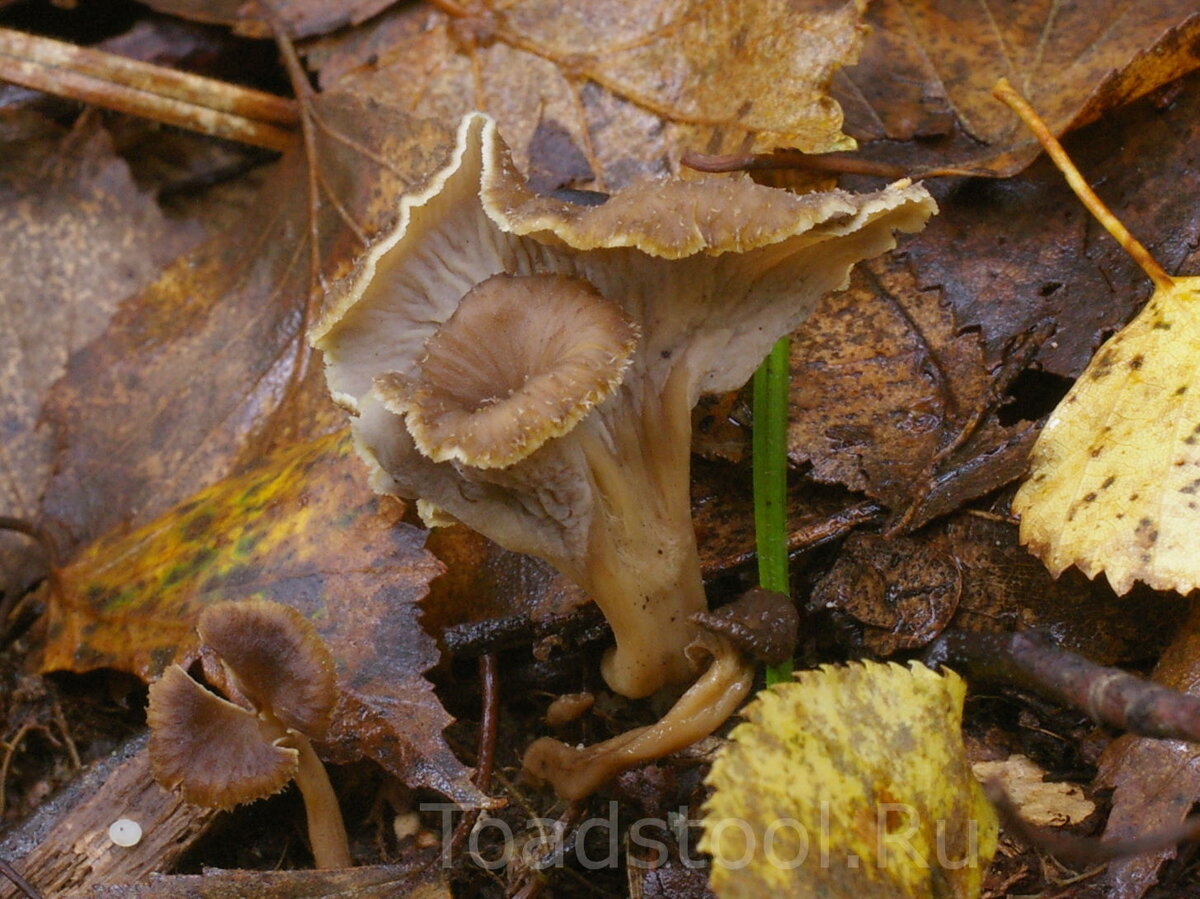 Лисички – не только вкусно, но и полезно!