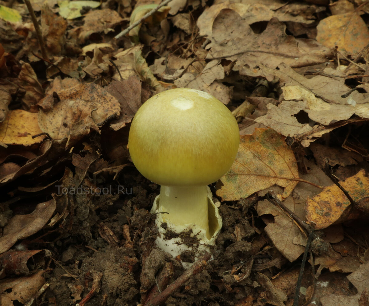 Топ-7 самых необычных грибов