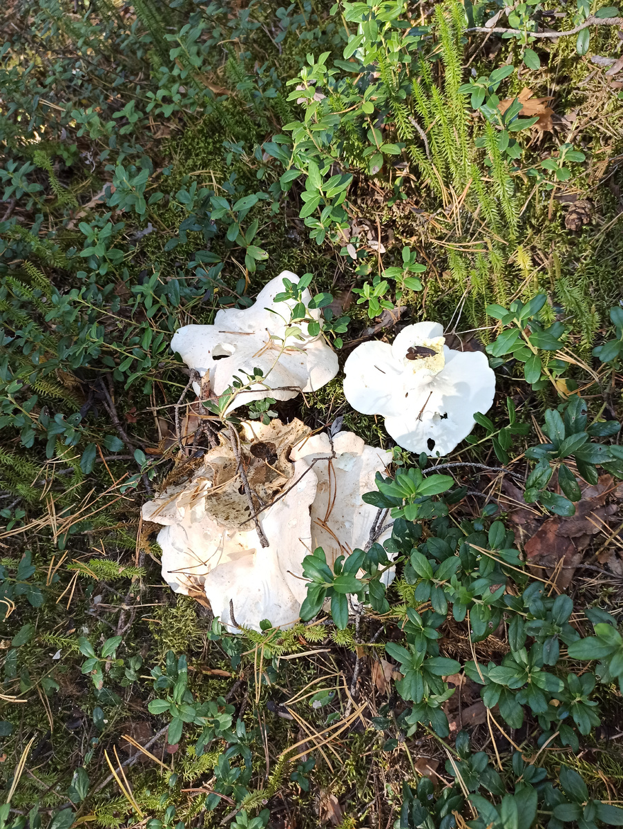 Съедобный или ядовитый гриб? Особенности грибной культуры в разных странах