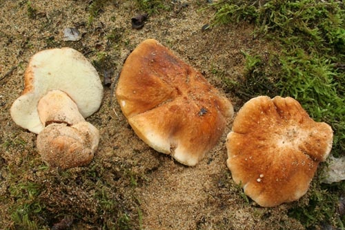 Самые распространенные грибы в мире – самые невкусные?