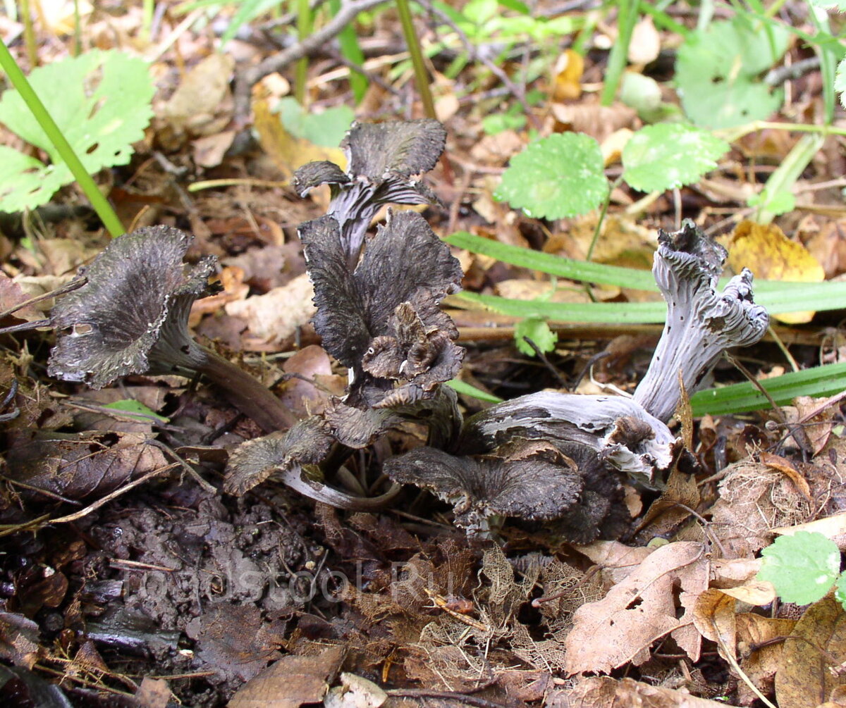 Лисички – не только вкусно, но и полезно!