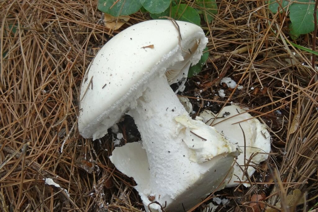 Где найти Красный Мухомор  Amanita Muscaria 