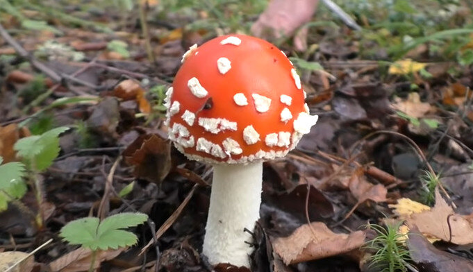 Мухомор красный (Amanita muscaria) - фото, описание