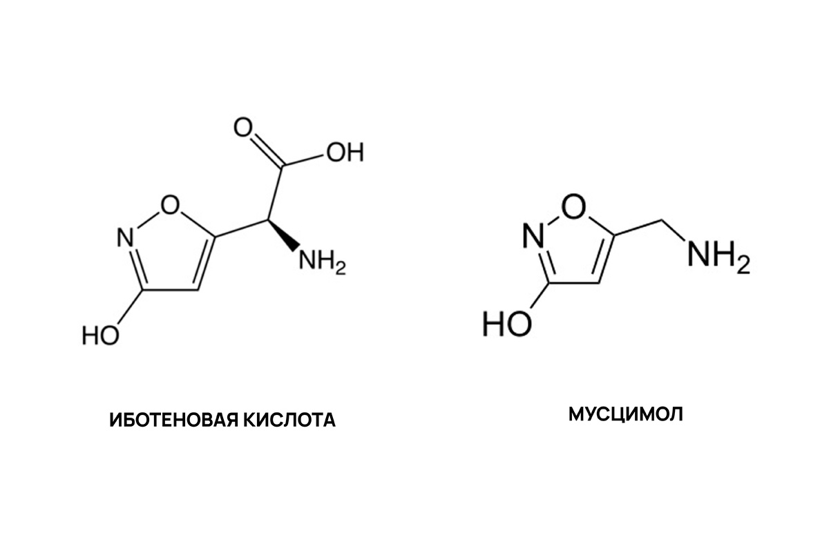 Глава 2. Микродозинг красного мухомора.