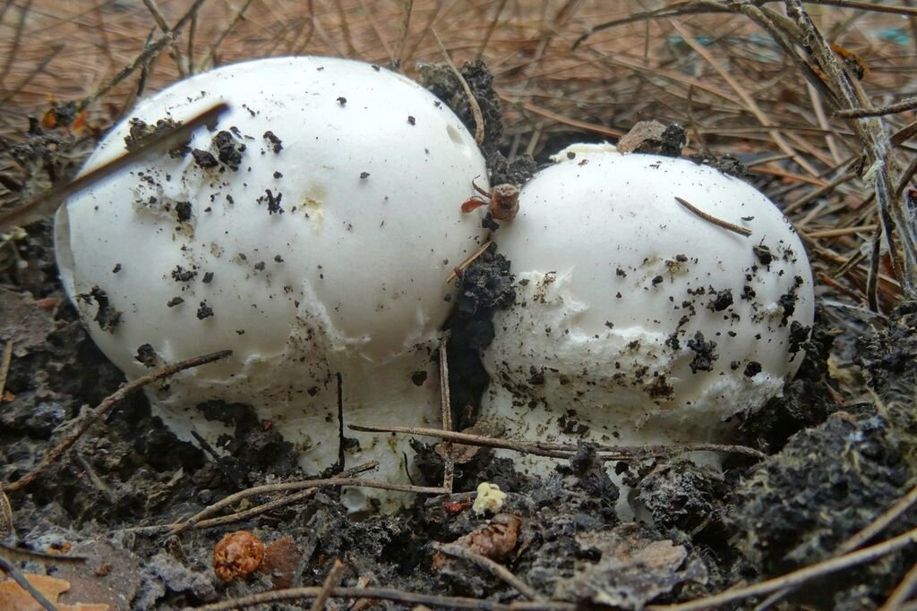 Где найти Красный Мухомор  Amanita Muscaria 