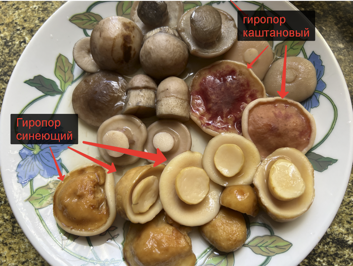 Самые распространенные грибы в мире – самые невкусные?