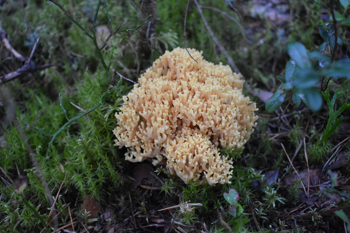 Съедобный или ядовитый гриб? Особенности грибной культуры в разных странах