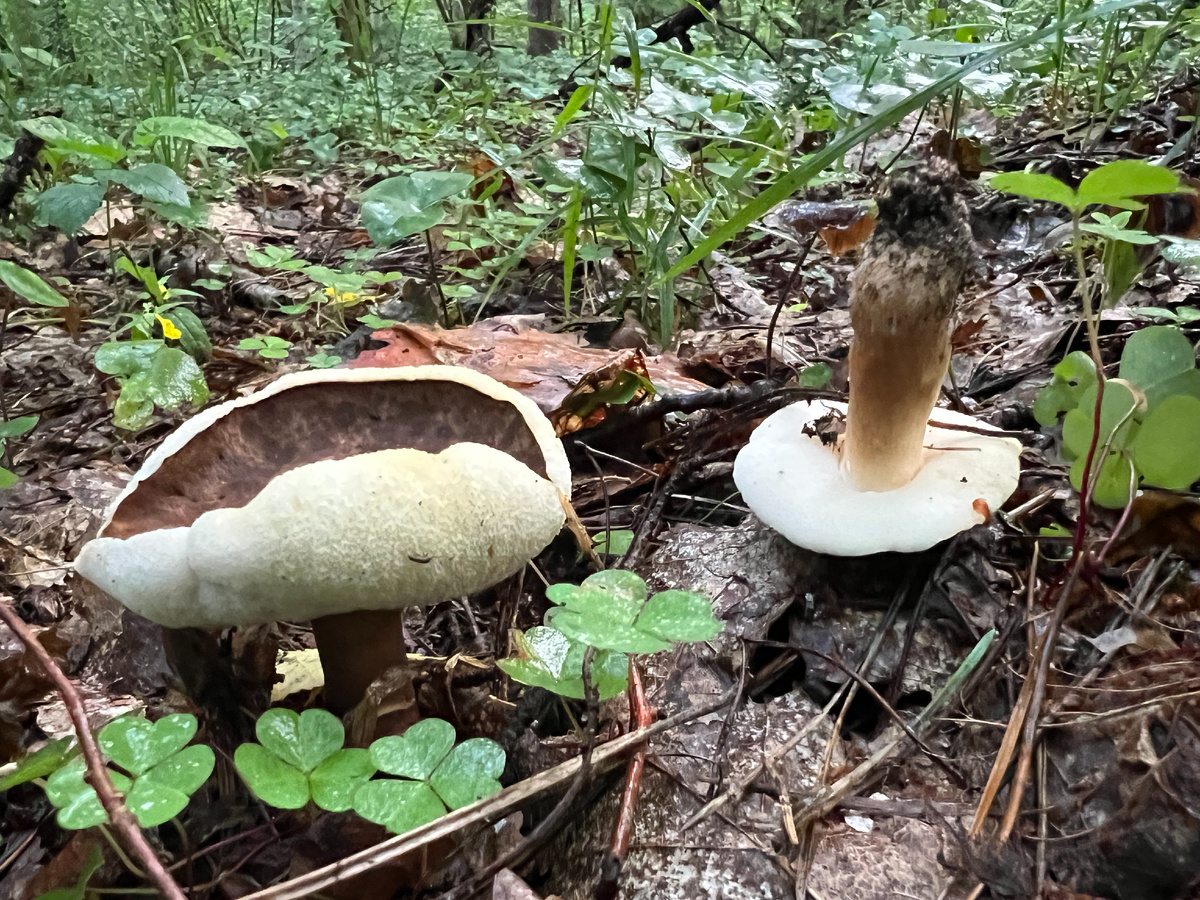 Самые распространенные грибы в мире – самые невкусные?