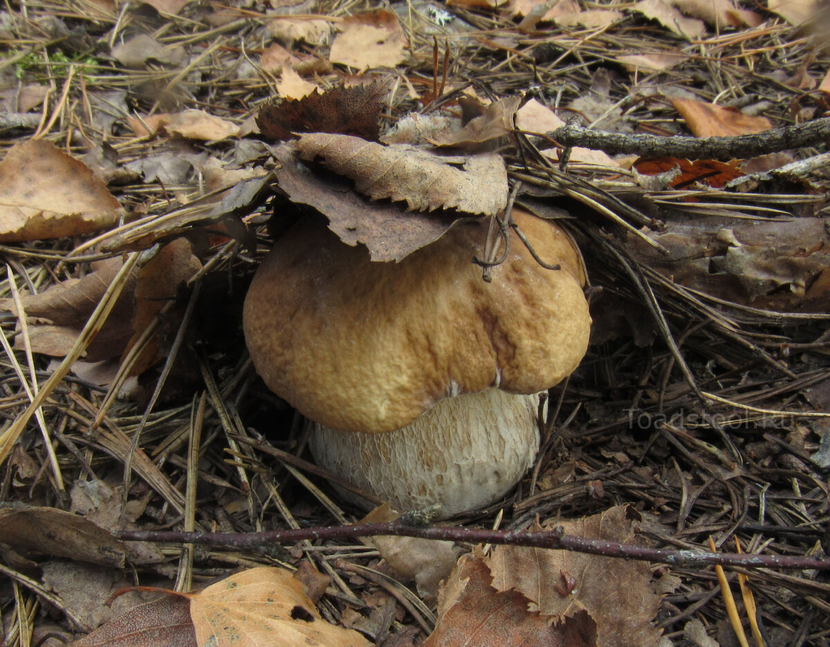 Зерномицелий ежовика гребенчатого