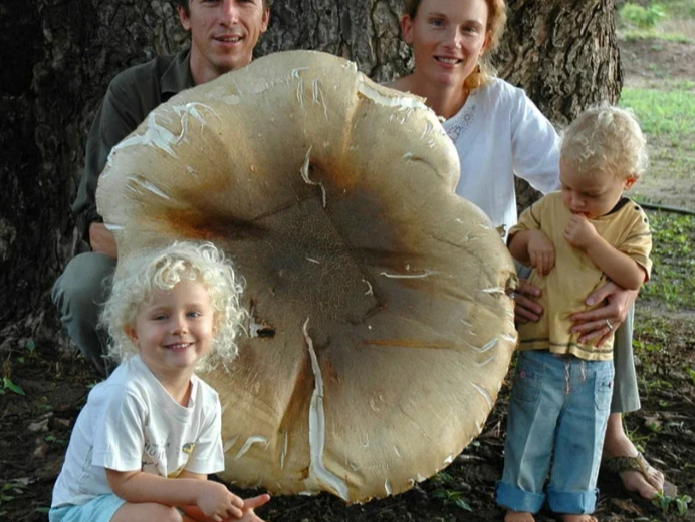 Грибы в космосе – зачем это нужно?