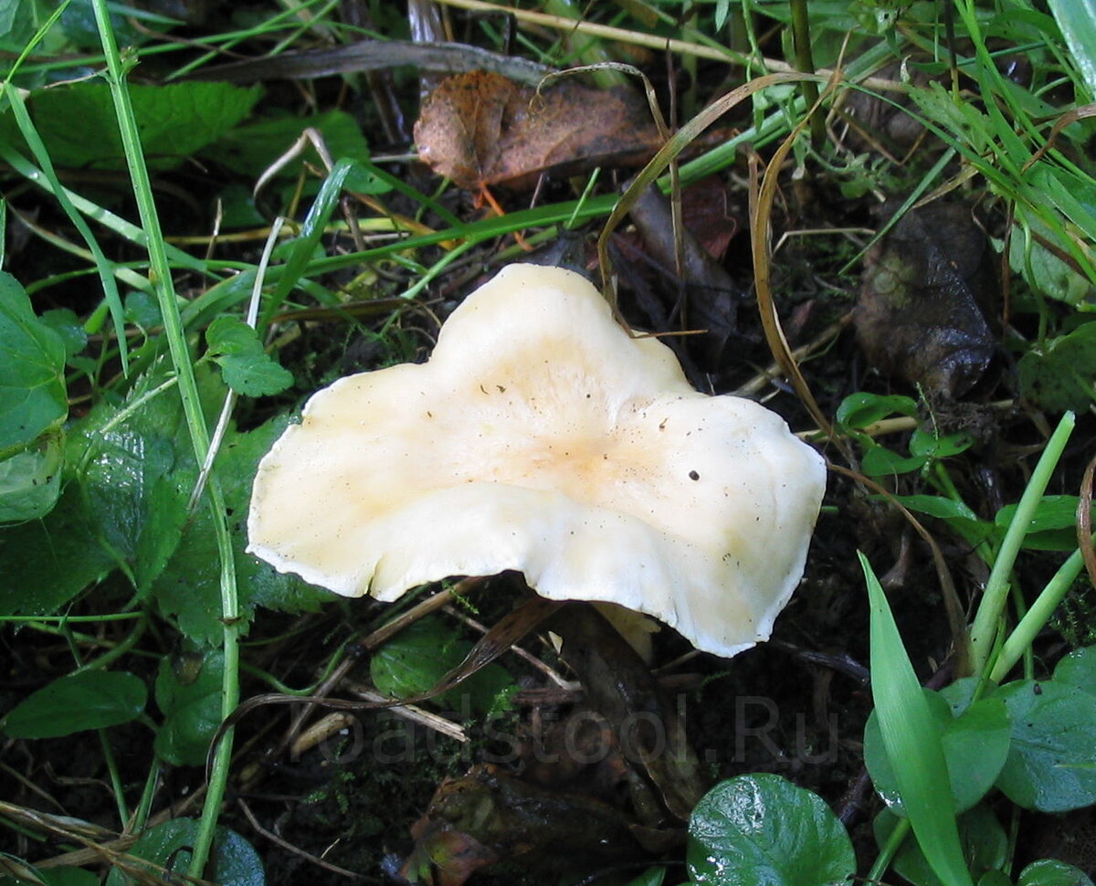 Лисички – не только вкусно, но и полезно!